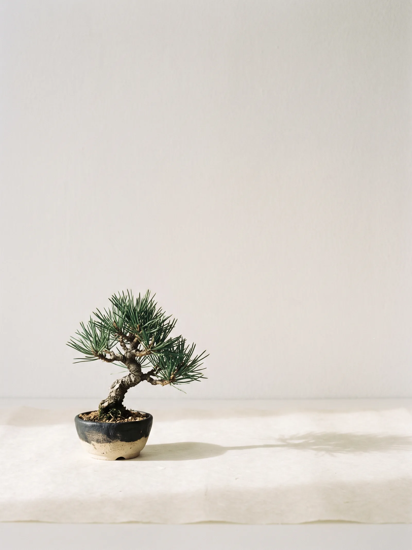 常滑焼の小鉢に植えられた黒松のミニ盆栽